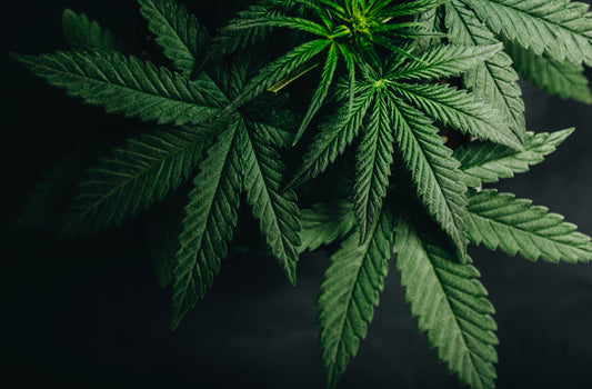 What's the difference between hemp and cannabis?